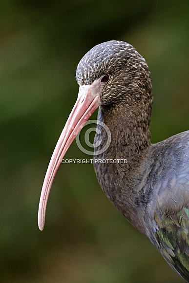 Puna ibis (Plegadis ridgwayi)