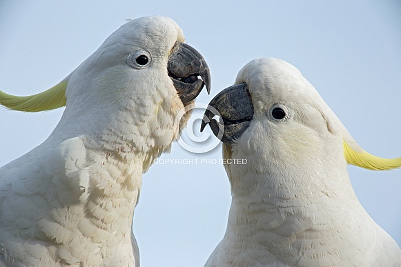 Two Sulphur-crested Cockatoos.
