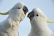 Two Sulphur-crested Cockatoos.