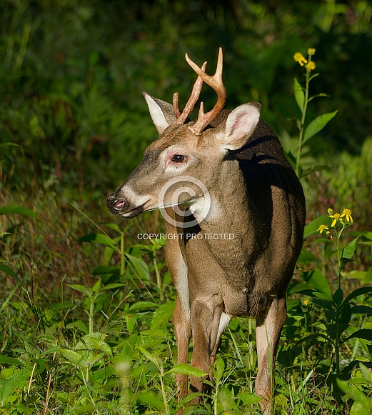 White tail deer