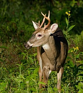 White tail deer
