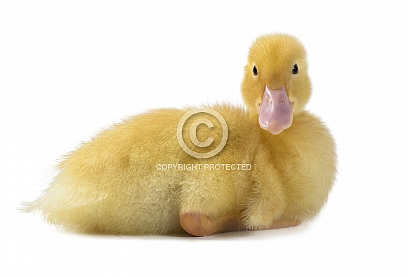 Baby Duckling Baby Duckling