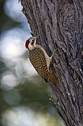 Bennet's Woodpecker - Okavango Delta - Botswana