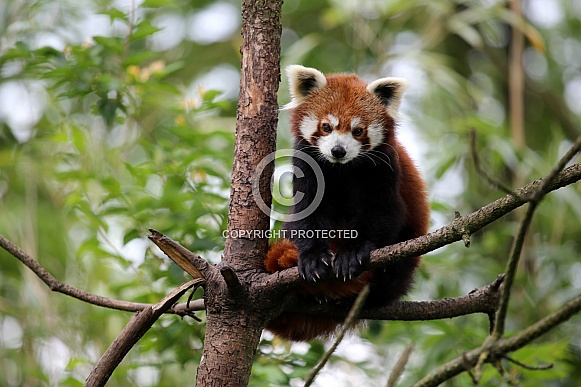Red panda (Ailurus fulgens)