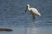 The Eurasian spoonbill