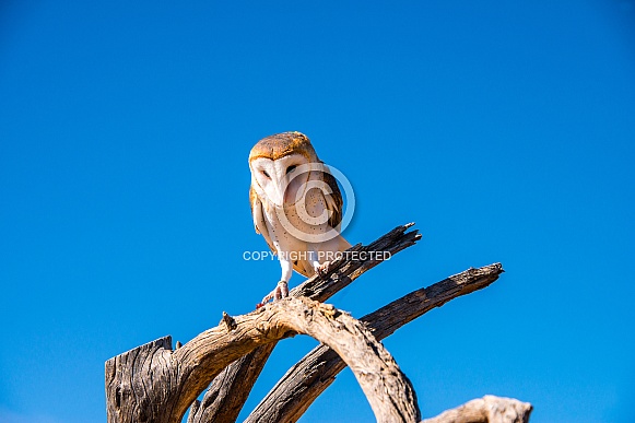 Barn Owl