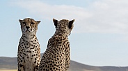 Cheetah