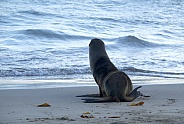 Galápagos sea lion pup