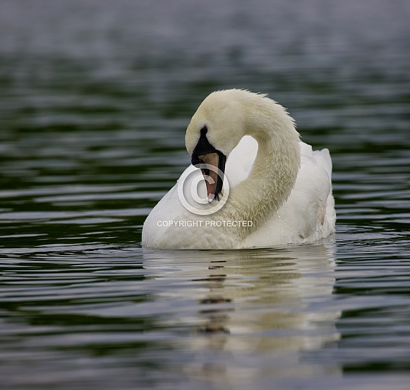 White Swan