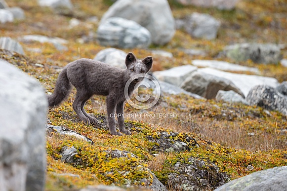 Arctic fox
