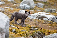 Arctic fox