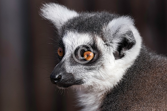 Ring Tailed Lemur Side Profile Close Up