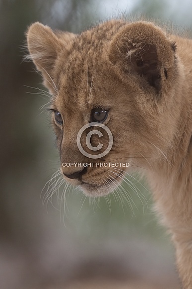 African Lion Cub African Lion Cub