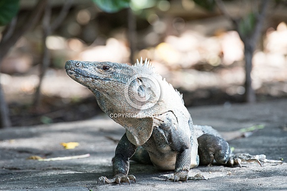 Wild Iguana