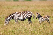 Zebra  feeding and Foal