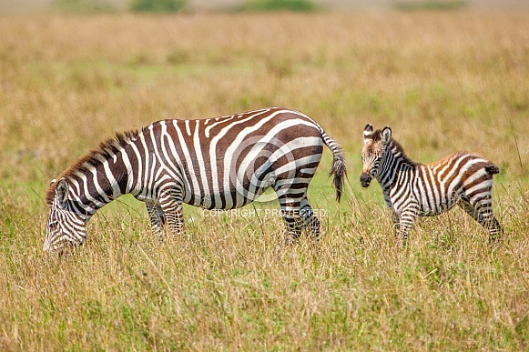 Zebra  feeding and Foal