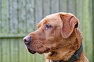 Red Fox Labrador