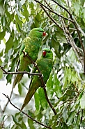 Scaly-breasted lorikeet