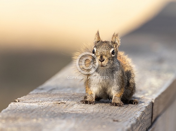 American red squirrel in Alaska