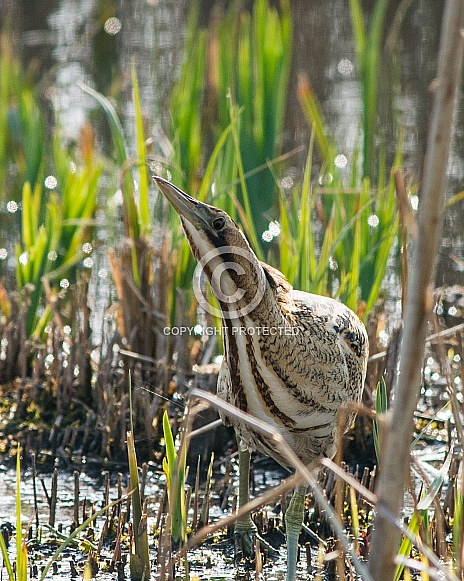 Bittern