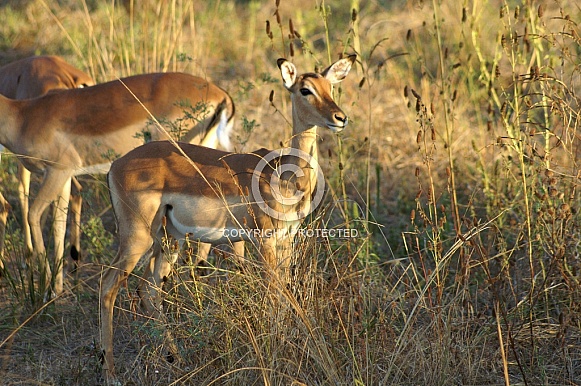 Impala