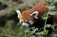 Red Panda