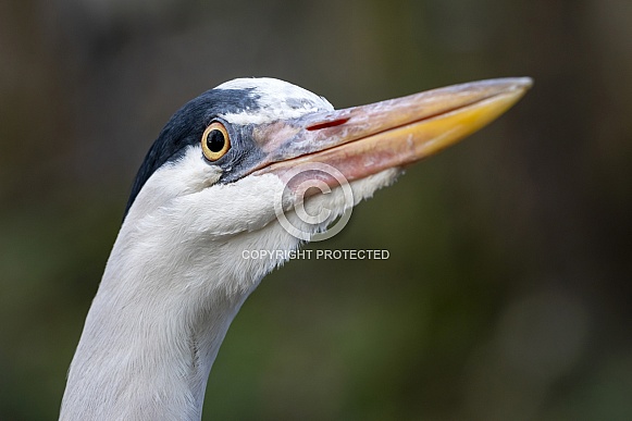 Grey Heron (Ardea cinerea) Grey Heron (Ardea cinerea)