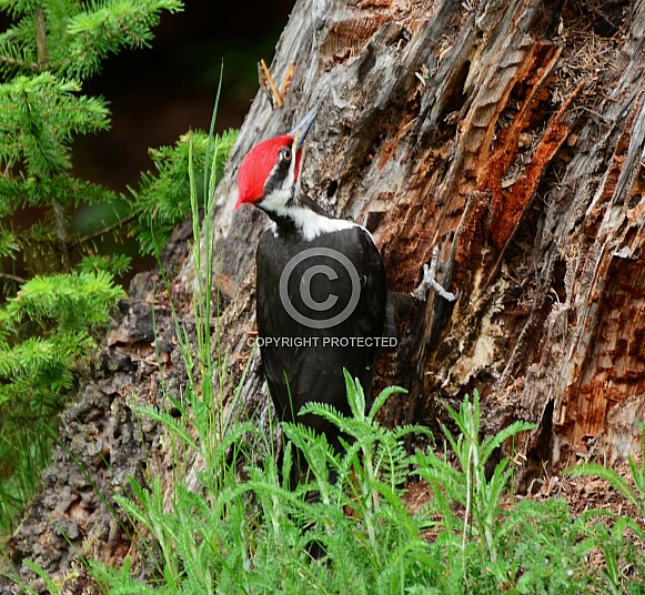 Pileated Woodpecker Pileated Woodpecker