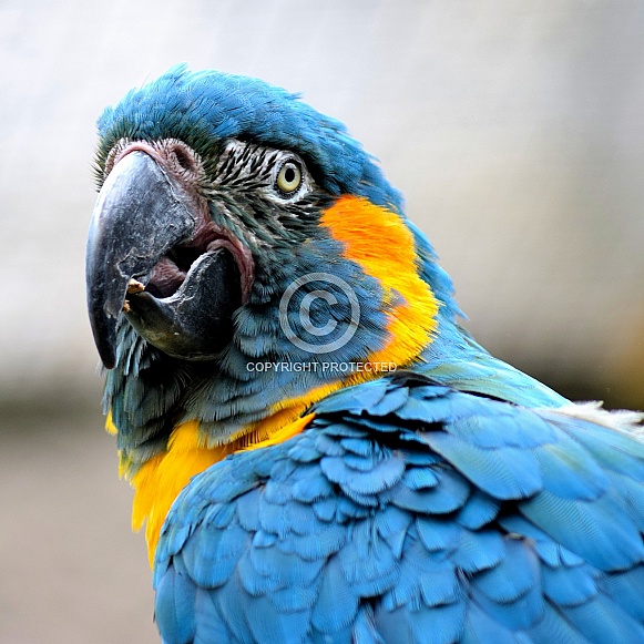 Blue-throated macaw