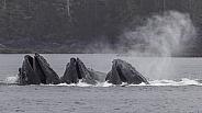 Humpback Whales Bubble Net Fishing Sitka Alaska