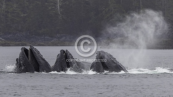 Humpback Whales Bubble Net Fishing Sitka Alaska Humpback Whales Bubble Net Fishing Sitka Alaska