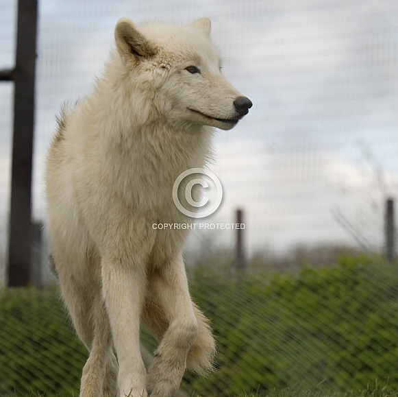 White Wolf