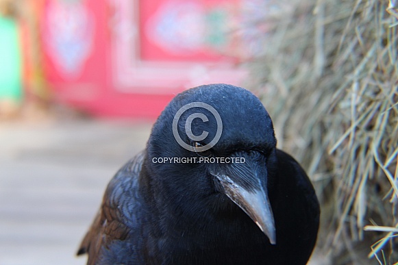 Common Crow Common Crow