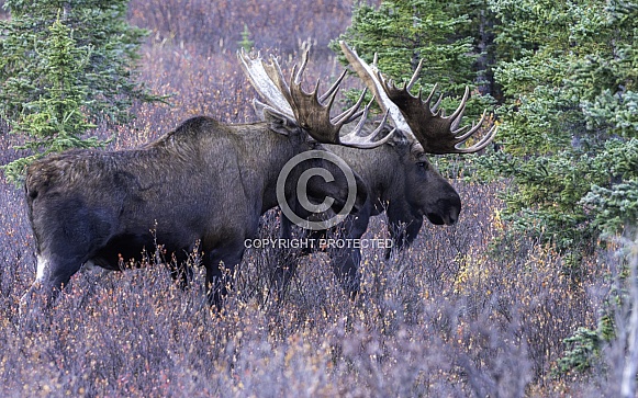 Two Bull Moose in Denali National Park