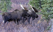 Two Bull Moose in Denali National Park