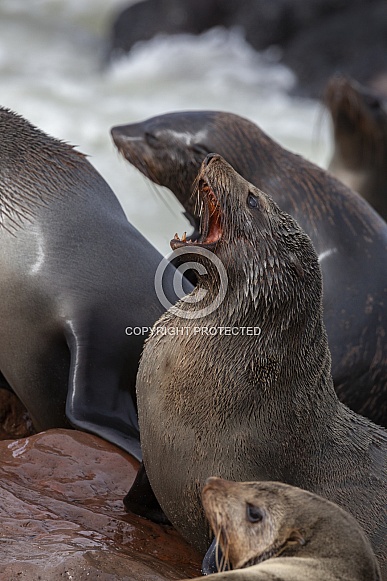 Cap Fur Seals - Cape Cross - Namibia