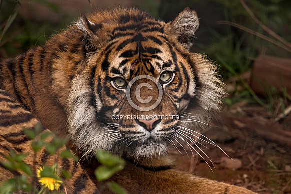 Sumatran Tiger Close Up Sumatran Tiger Close Up