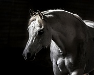 Arabian Horse--White Beauty
