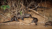 Giant river otter in the nature habitat