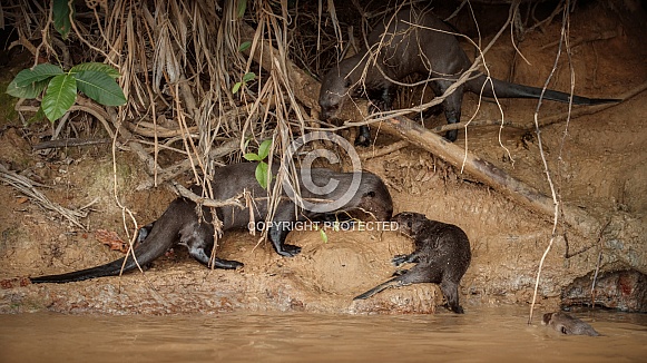 Giant river otter in the nature habitat