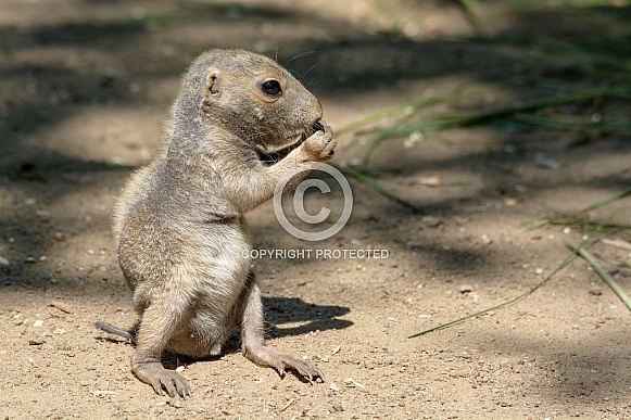 prairie dog prairie dog