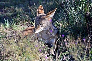 Jackal Black backed