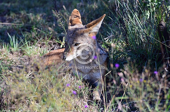 Jackal Black backed