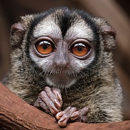 gray-bellied night monkey (Aotus lemurinus)