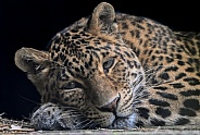 North Chinese Leopard