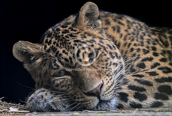 North Chinese Leopard