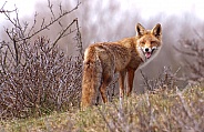 Red fox