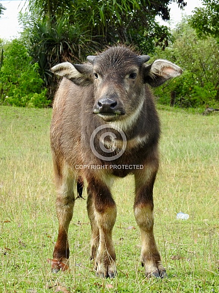 Baby Buffaloes Baby Buffaloes
