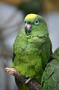 Yellow-crowned amazon Parrot
