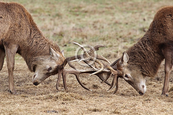 Red Deer Stags rutting